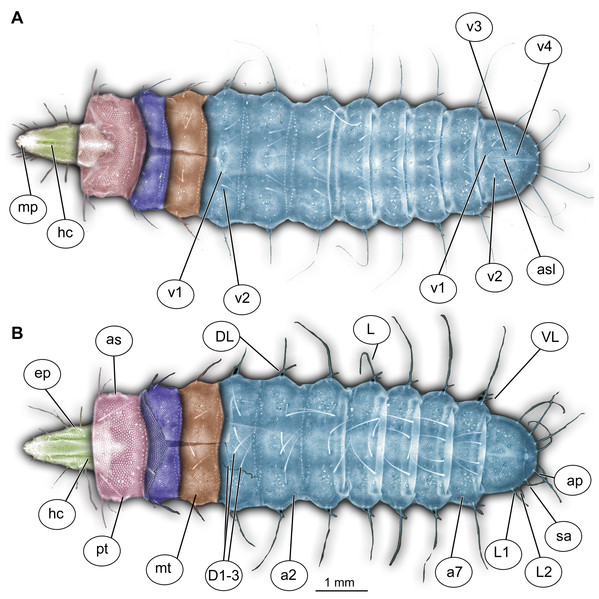 Morphology of larva of the group Stratiomyidae, exemplified by a larva of Pachygaster atra.