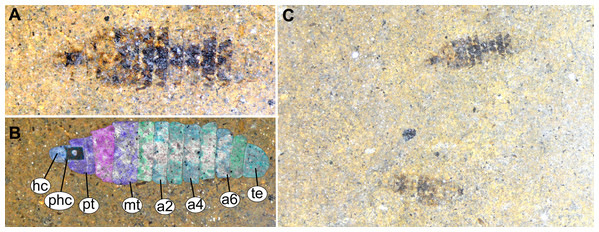 Fossil stratiomyinae larvae, morphotype 6 (SF-MeI 4666).