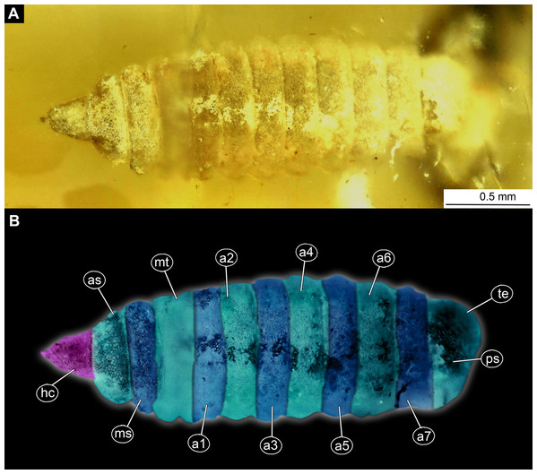Larva of morphotype 2, specimen LACMALACM ENT 366281-1.