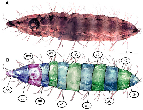 Morphotype 3, habitus, ventral, larva PED-0462.