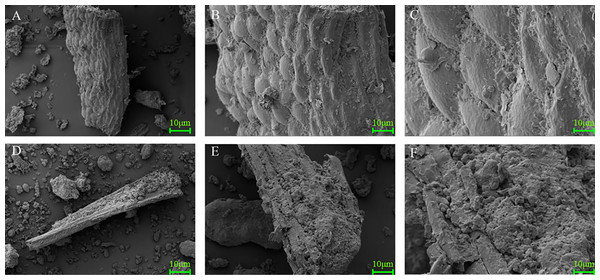 Scanning electron microscope images (×500, ×1,500, ×4,000) of MOLM (A, B, and C) and FMOLM (D, E, and F).