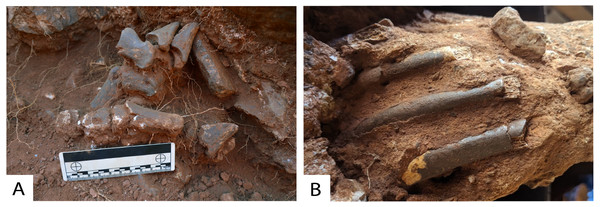 Partially articulated fossil remains within Drimolen Makondo.