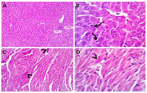 Photomicrograph of liver sections (A and B) showing normal hepatic parenchyma with preserved hepatic cords, sinusoids and prominent kupffur cells (curved arrows); heart sections (C and D) showing normal cardiomyocytes with hyaline degeneration in some cells.