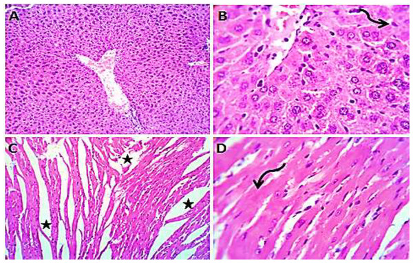 Photomicrograph of liver sections (A and B) showing normal hepatic cords, sinusoids and prominent kupfffur cells; heart sections (C and D) showing mild interstitial edema (stars) and myocardial degeneration (curved arrow).