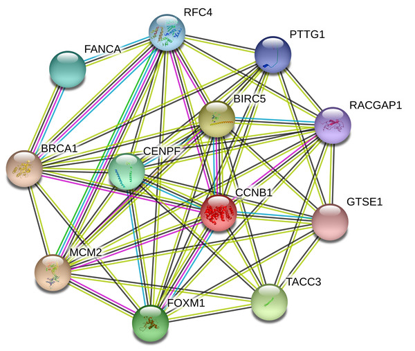 Visualization of a subnetwork of tightly interconnected 12 genes from the overlap between the groups of 144 SIL-response relevant genes in five NSCLC cell lines and 90 high-communicability pan-cancer genes from (Gladilin & Eils, 2017) including three prominent targets of the STAT3 transcription factor: BIRC5, FOXM1, BRCA1 using STRING v11 (Szklarczyk et al., 2019) with default settings.