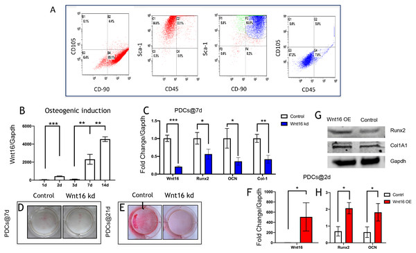 Wnt16 expression and function in osteogneisis of periosteum derived cells (PDCs).