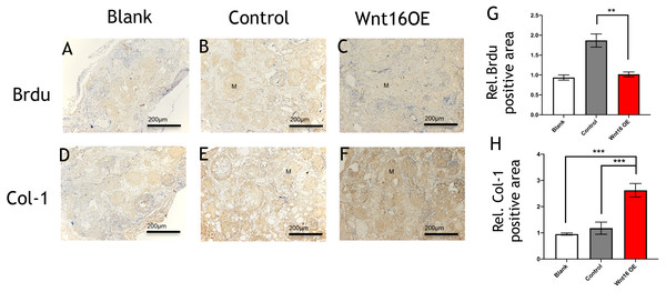 Immunohistological staining of MSCs and osteogenesis marker proteins in calvarial defects at 8 weeks after surgery.