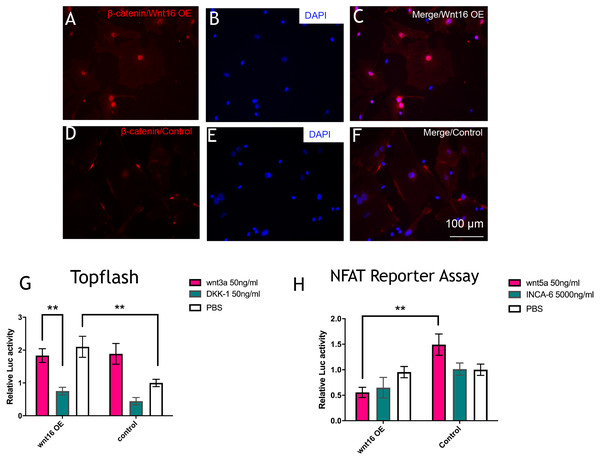 Wnt16 activate canonical wnt signaling pathway.