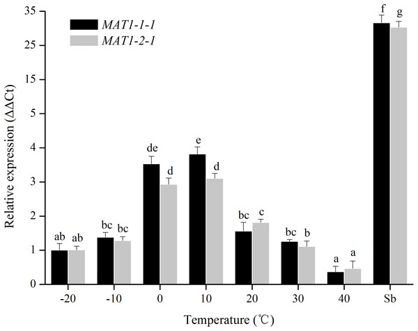 Expression levels of the MAT1-1-1 and MAT1-2-1 genes under different temperatures.