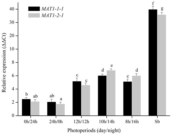 Expression levels of the MAT1-1-1 and MAT1-2-1 genes under different photoperiods (24 h light, 24h dark, 12 h light/12 h dark, 10 h light/14 h dark and 8 h light/16 h dark).