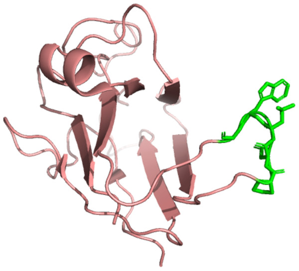 The EphB2-ephrinB2 complex with highlighted residues using PyMol.