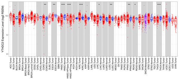YTHDC2 expression levels in different types of human cancers.