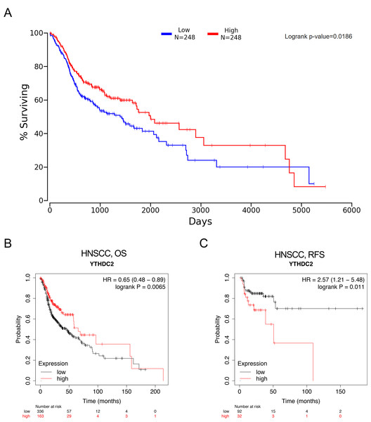 The prognostic significance of YTHDC2 expression in head and neck squamous cell carcinoma (HNSCC) from public database.