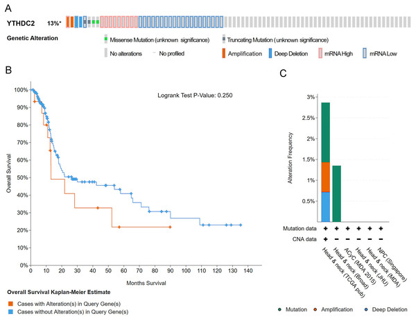 Gene alteration of YTHDC2 in head and neck squamous cell carcinoma (HNSCC).