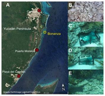 The Use Of Artificial Substrate Units To Improve Inventories Of Cryptic 