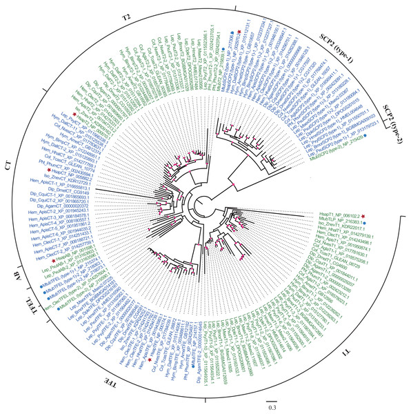 Phylogenetic tree of insect thiolases using the maximum-likelihood (ML) method.