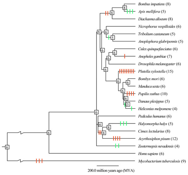  Gene gain and loss analysis of the thiolase gene family in insect genomes.