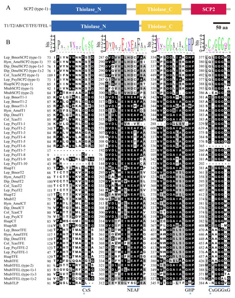 Conserved domains and fingerprints of insect thiolases compared with humans and bacterium M. tuberculosis.