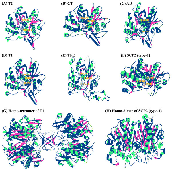 Protein homology modeling and 3D structures of insect thiolases.