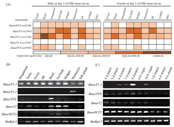 Expression profiles of the thiolase genes in the silkworm.