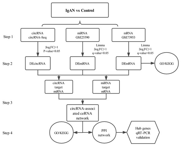 Main steps of the construction of the circRNA-associated ceRNA network in IgAN.