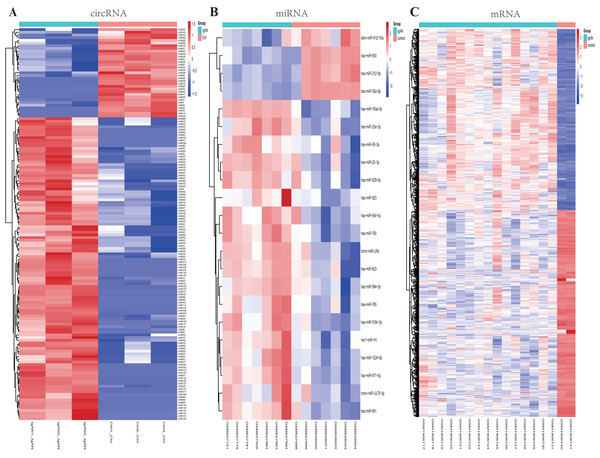 Heatmaps of differential expressed circRNAs, miRNAs and mRNAs.