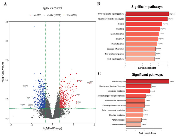 Volcano plot and top 10 enrichment KEGG pathways for DEGs.