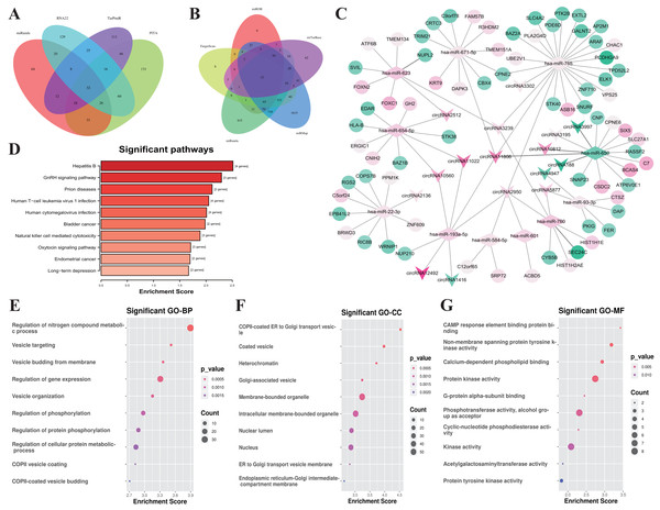 Construction of the ceRNA network and functional analysis of the genes in the network.
