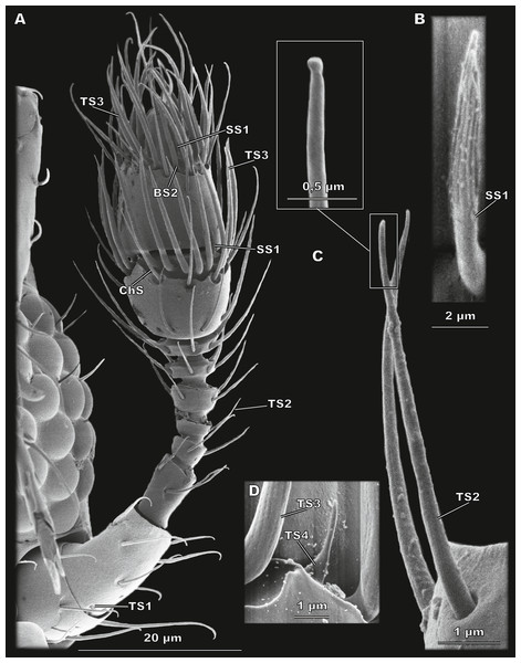 Morphological types of antennal sensilla in Scydosella musawasensis (SEM).