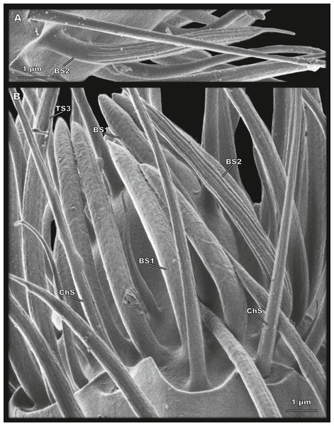 Sensilla of flagellomere 8 of Scydosella musawasensis (SEM).