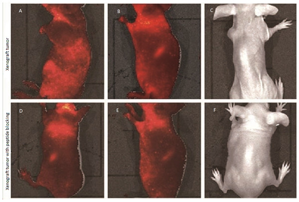 A was acquired at one minute, and B was acquired six hours after the initial fluorescent imaging, the fluorescent signal intensity in the tumor area has no significant difference from other areas of the body expect the liver and spleen. C was acquired 24 h after injection, the fluorescent signal could not be visualized in the mice. D, E and F were acquired from experiments of mice with Huh-7 xenograft tumors blocked using GPC3 antibody presented the same fluorescent imaging characteristics as those in the mice with Huh-7 xenograft tumors.