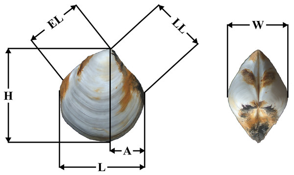 Placement of shell measurements.