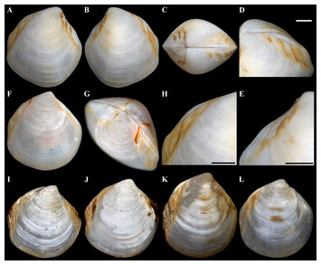 Three new deep-sea species of Thyasiridae (Mollusca: Bivalvia) from the ...