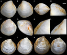 Three new deep-sea species of Thyasiridae (Mollusca: Bivalvia) from the ...