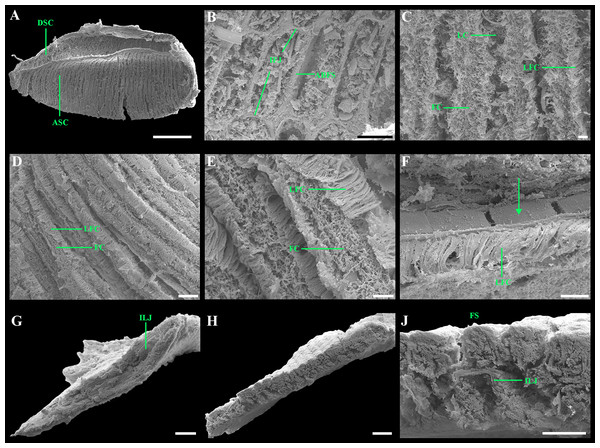 Scanning electron micrographs of the ctenidium of “Axinulus” oliveri sp. nov.