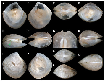 Three new deep-sea species of Thyasiridae (Mollusca: Bivalvia) from the ...