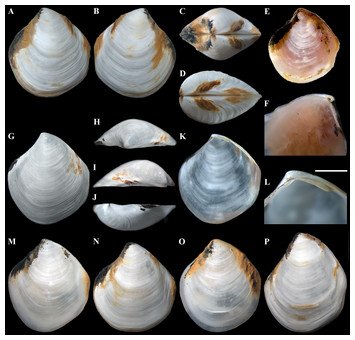 Three new deep-sea species of Thyasiridae (Mollusca: Bivalvia) from the ...