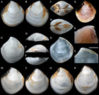 Three new deep-sea species of Thyasiridae (Mollusca: Bivalvia) from the ...