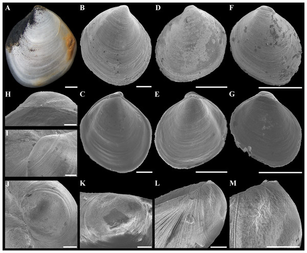 Shells of young specimens and prodissoconches of “Axinulus” roseus sp. nov.
