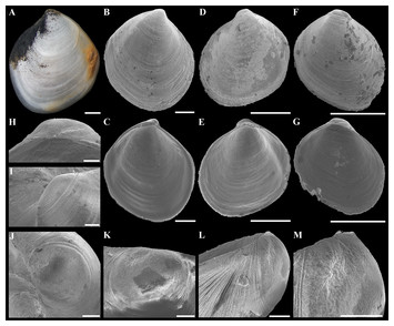 Three new deep-sea species of Thyasiridae (Mollusca: Bivalvia) from the ...