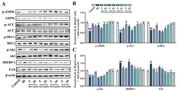 Western blot analysis of protein expression levels of AMPK signaling pathway.