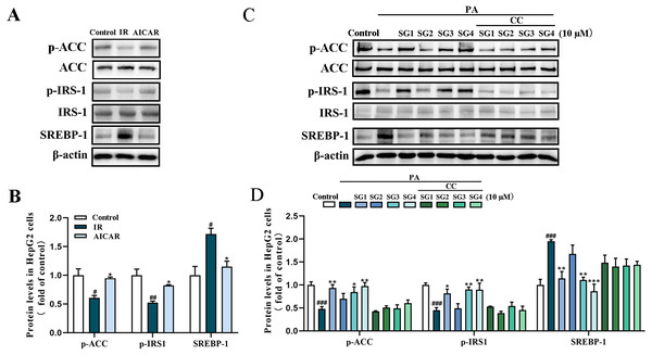 Western blot analysis of protein expression levels of AMPK signaling pathway after AICAR and CC treatment.