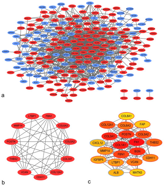 Protein–protein interaction (PPI) network of DEGs.