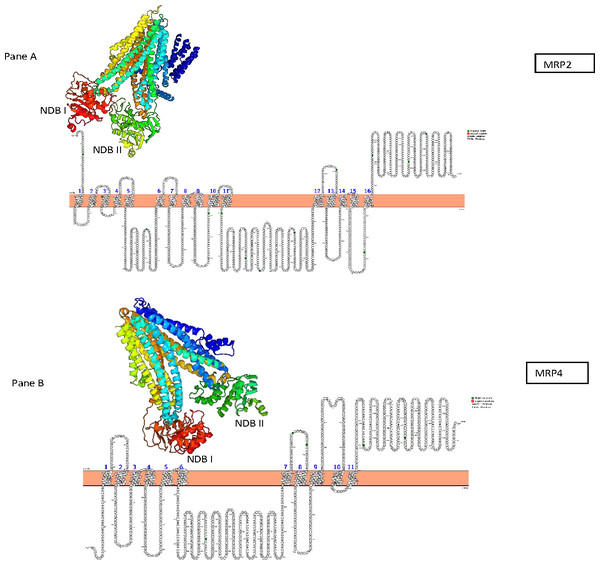 Presentation of transmembrane helices with N-gyclan motif sites and 3-D structures.