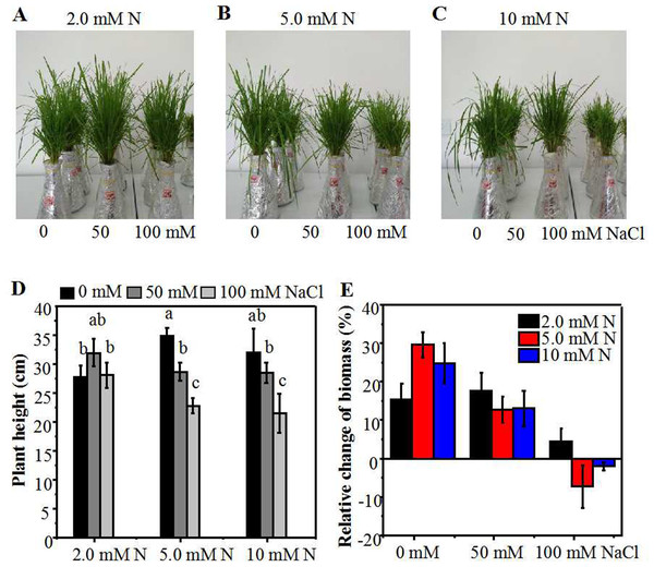 Morphological parameters of annual ryegrass seedlings grown under different nitrogen and salt conditions.