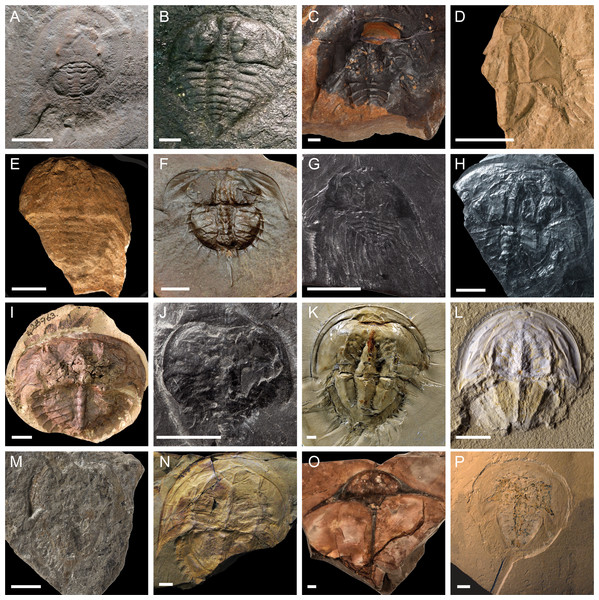 Representatives of the diversity of fossil Xiphosura.