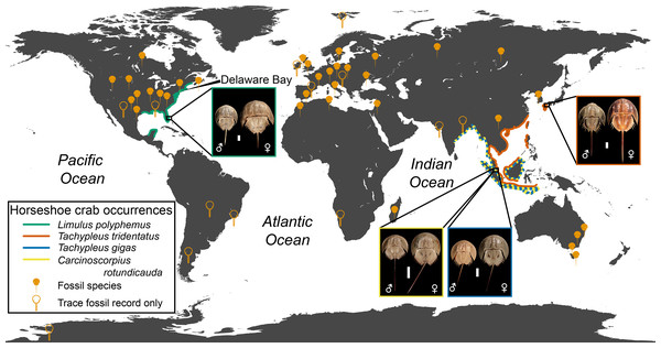 Geographic distribution of modern and fossil horseshoe crabs.