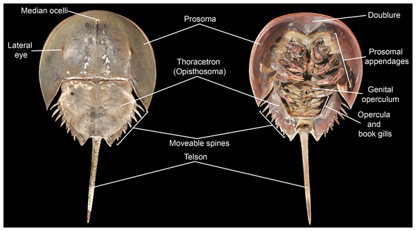 Basic morphological terminology of horseshoe crabs as demonstrated by Limulus polyphemus (YPM IZ 070174).