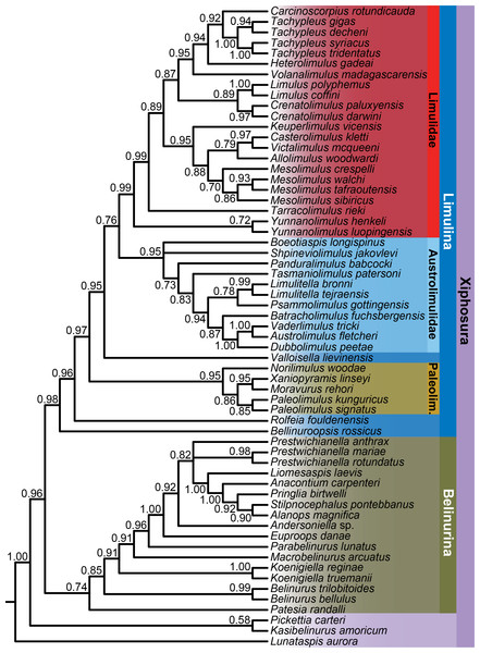 Bayesian phylogeny of xiphosurans, with taxonomic assignments of major clades shown.