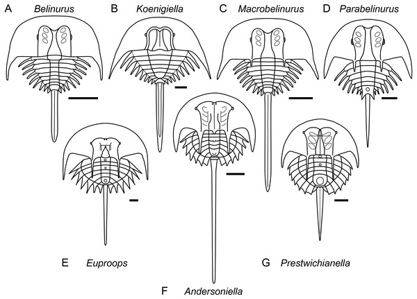 Diagrammatic representation of belinurine genera comprised of species previously assigned to Belinurus or Euproops.